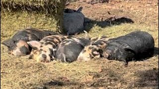 Nap time PIG style [upl. by Marylynne]