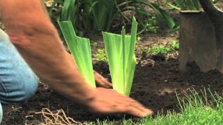 Iris Care and Division  RoseHill Gardens Video Series Episode Eight [upl. by Nitsua]