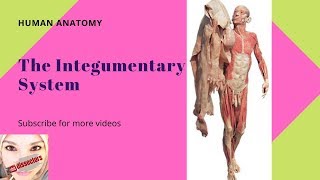 General anatomy  The Integumentary System [upl. by Breana802]