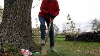 How to Plant Crocus in the Lawn [upl. by Raynold]