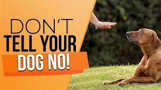 How To Discipline Your Puppy And Correct Your Adult Dog The RIGHT WAY [upl. by Manouch711]