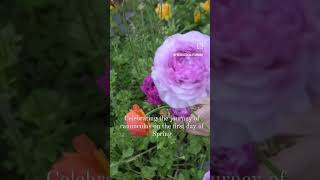 Growing amp Harvesting Ranunculus Flowers in the Garden gardening cutflowergarden growyourown [upl. by Pinckney]