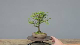 Bonsai Calliandra Branca 4 Anos [upl. by Morrill]