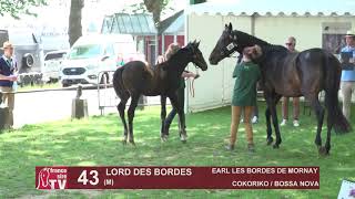 Sprinter Sacré Show 2021  Lot 43  Lord Des Bordes [upl. by Anselm642]