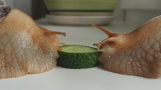 A Very Hungry Snails eating CUCUMBER timelapse [upl. by Bendicta]