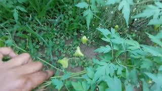 முடக்கத்தான் கீரை Mudakathan Keerai BALLOON VINE  CARDIOSPERMUM HALICACABUM PLANT [upl. by Del]