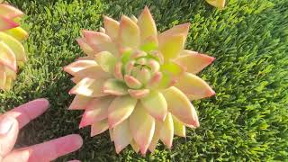 Echeveria for Sale [upl. by Aderfla]