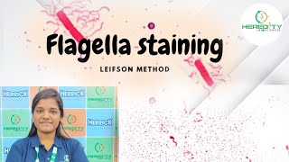 Flagella Staining । Leifson Method । Stepbystep [upl. by Apoor675]