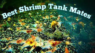 Best Tank Mates for Shrimp [upl. by Aym]