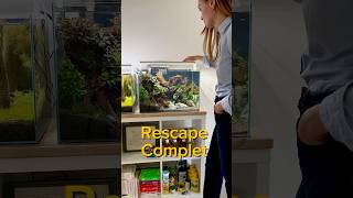 Rescape complet aquarium aquascape aquascaping fishtank fish fishkeeping [upl. by Odraboel139]