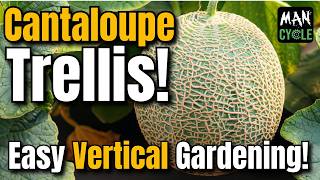 Cantaloupe TRELLIS Built with Repurposed Materials EASY and QUICK Build [upl. by Lap]