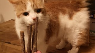 Catnip Matatabi Chew Sticks For Cats [upl. by Porche]