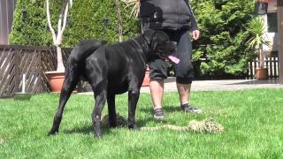 Cane Corso Wurfplanung 2015 Dina amp Zeus [upl. by Anaiviv]