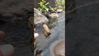 Funny jumping frogs catching frog funny video 🐸 😂😂😂 frog funny funnyvideo lol [upl. by Idhem]