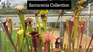 Sarracenia Collection  Pitcher Plant Care [upl. by Fredette]