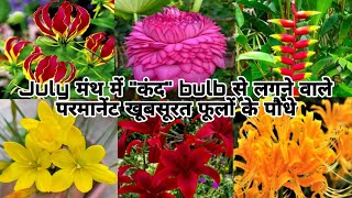 जुलाई मंथMonsoonRainy seasonमें Bulb से लगने वाले permanent flowering plantsbulbus plant in India [upl. by Bolme655]