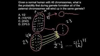 What is a probability for only paternal chromosomes to be inherited by the gamet [upl. by Cassey393]