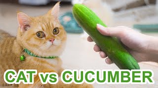 Cat vs Cucumber 2020  Cat Scared of Cucumber Videos [upl. by Aciraa575]