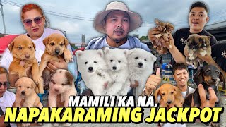 JACKPOT HALOS LAHAT  GROTTO PET MARKET UPDATE  OCTOBER 27 2024 [upl. by Enaitsirhc]