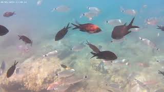 Louma Beach 8 Sept 24 Shoaling Fish [upl. by Ardle104]