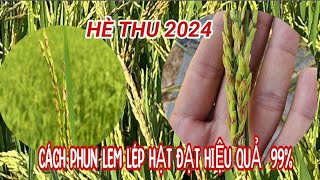 HÈ THU 2024cách phun lem lép hạt tấn công do NẤM VI KHUẨN LÉP VÀNG NHỆN GIÉ đạt hiệu quả [upl. by Ardnuhs]