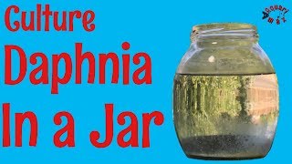 How to Culture Daphnia in a Jar [upl. by Eniledam]