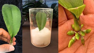 Magic tips to help a 1leaf orchid take root immediately and produce many flowers [upl. by Tremain752]