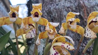 Maxillaria picta orquídea nativa da mata atlântica [upl. by Alvie]