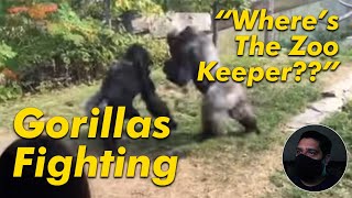 Gorilla Fight Wheres the Zoo Keeper [upl. by Pascha]