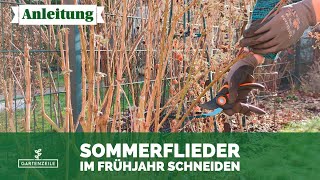 Sommerflieder Frühjahrsschnitt So schneidest du deinen Schmetterlingsflieder im März zurück [upl. by Claudine]