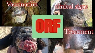 ORF Contagious pustular Dermatitis clinical signs Treatment and Vaccination [upl. by Htebiram]