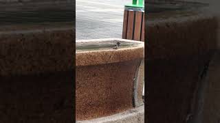 طائر الدوري يستمتع بحمام سبحان الله Un moineau qui prend une douche Sparrow taking a bath 🐦🥰🥰🥰 [upl. by Oiciruam]