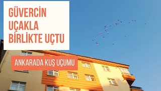 ANKARANIN EN ZOR YERİNDE KUŞ UÇURUYORUM [upl. by Adaiha543]