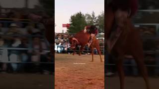 Mascota de Jalisco monta por primera vez vs RANCHO LA CANDELARIA en Atapaneo 27 Dic 2023  Jaripeo [upl. by Atelra108]