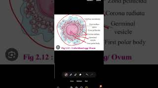 unfertilized eggovum structure biology [upl. by Novla]