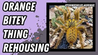 Orange Baboon Tarantula OBT Rehousing Pterinochilus murinus  StepbyStep Guide [upl. by Legnaleugim569]