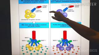 quotOpsonins amp Opsonizationquot Immunology [upl. by Sumedocin]