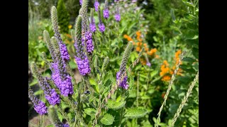 Minnesota Native Plants  Hoary Vervain Verbena Stricta [upl. by Lindell]