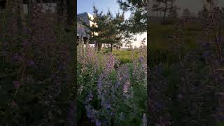 Catmint or lavender 🐈 [upl. by Cherilynn152]