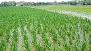 Como Usar Correctamente un Motocultor  TvAgro por Juan Gonzalo Angel [upl. by Odyssey376]