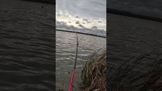 Decent Walleye fishing mychannel freshwaterfish shorts walleye blowup pikefishing [upl. by Rudolfo]