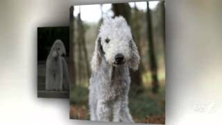 Bedlington Terrier Dog breed [upl. by Acima]