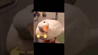 Goose meme goose memes untitledgoosegame [upl. by Eanaj475]