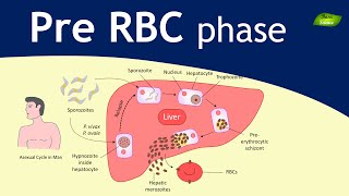 Plasmodium  Malaria Exoerythrocytic schizogony  Parasitology  Basic Science Series [upl. by Ekeiram660]