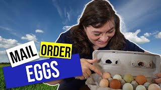 Hatching Mail Order Chicken Eggs  Day 1 [upl. by Ahsekram]