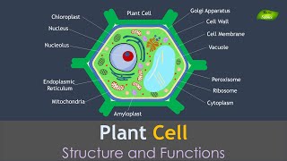 Effective role of Turgor Pressure and Wall Pressure in Plant [upl. by Dnalyaw127]