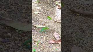 GARDEN LIZARD KATUSSA DIGGINGlizardgardenlizardviralvideoviralshortsrilankanatureshortvideo [upl. by Tjaden]