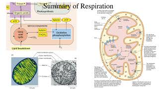 Plant Physiology Lecture 10 Carbon metabolism and storage [upl. by Enyamrahc291]