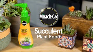 How to Feed Succulents and Cactus Plants Using MiracleGro® Succulent Food [upl. by Naehs]