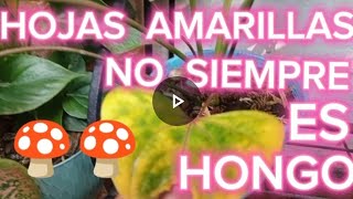 ANTURIOS con HOJAS AMARILLAS 🍄 5 MOTIVOS y no siempre es HONGO🍄🪴🌺 [upl. by Yanarp]